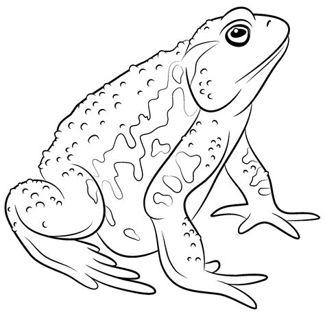 Cartoon Style Frog Coloring Page For Kids
