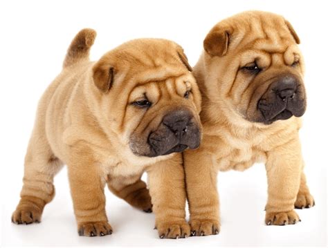 Raza De Perros Shar Pei El Diario De Lucas