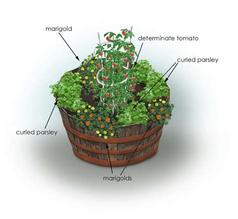 Parsley And Tomato Container Garden Bonnie Plants