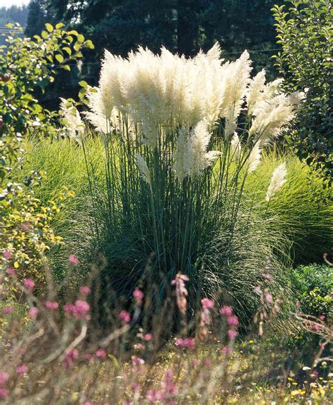 21 Ornamental Grasses To Add Unbeatable Texture To Your Garden