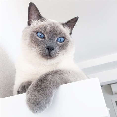 Blue Point Siamese Cat What A Beauty Blue Point Siamese Siamese