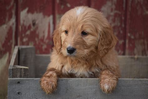 They differ from american goldendoodles in demeanor as well. Goldendoodle Puppy For Sale Male Arnold Apple Creek, Ohio ...