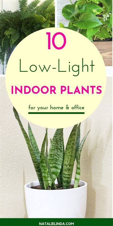 10 Low Light Indoor Plants The Can Thrive In Your Home And Office