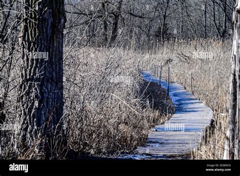 Empty Boardwalk Path Through The Woods And Nature Marsh Stock Photo Alamy