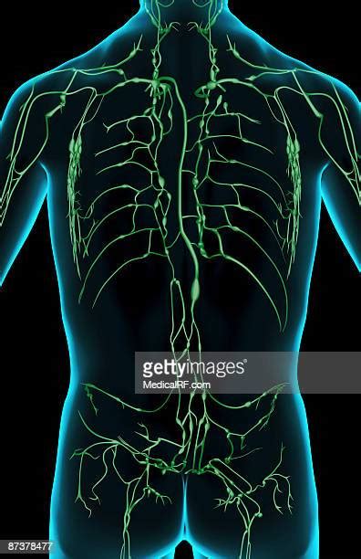 Worlds Best Axillary Lymph Node Stock Illustrations Getty Images