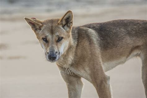 Unsealed 4X4 | Tourists fined for feeding dingoes on Fraser Island