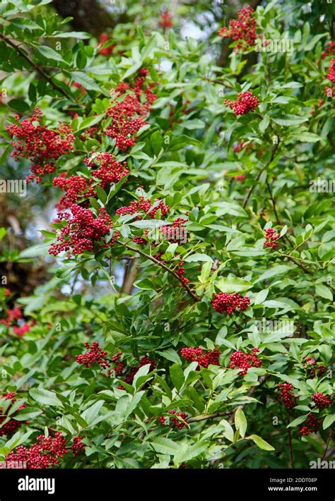 Dahoon Holly Ilex Cassine Female Plant Bright Red Berries Bunches Oblong Green Leaves