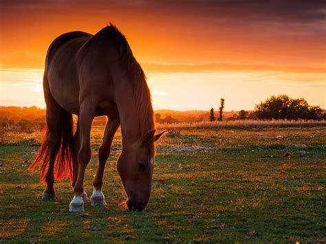 Red Horse Field Of Grass Red Sky Sunset Desktop Wallpaper Hd 3840x2400