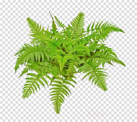 Fern clipart - Plant, Leaf, Terrestrial Plant, transparent clip art png image