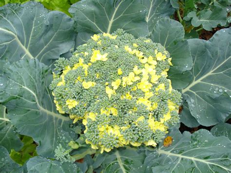 Time To Pick The Broccoli A Week Ago Broccoli Flower Vegetables