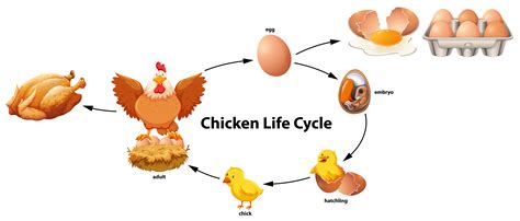 Science Of Chicken Life Cycle Vector Art At Vecteezy