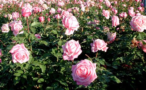 The rose belinda's dream is a repeat bloomer so if you dead head it after each bloom, you will get repeated flushes through the rest of the growing season. PLANTanswers: Plant Answers > 'BELINDA'S DREAM' ROSE