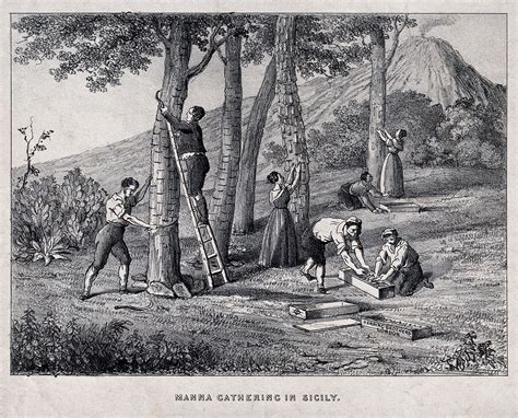 Agriculture Peasants Gathering Manna From Trees In Sicily And Packing