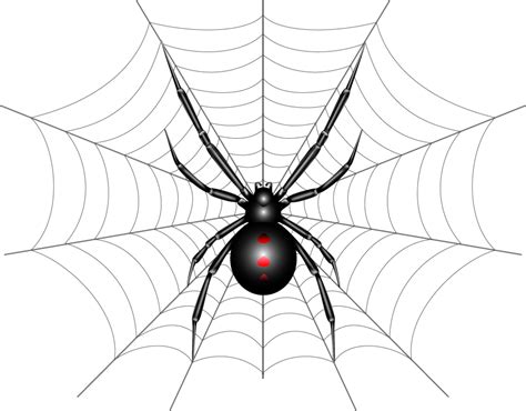 21 Black Widow Spider Vector In Transparent Clipart 140kb Top Png
