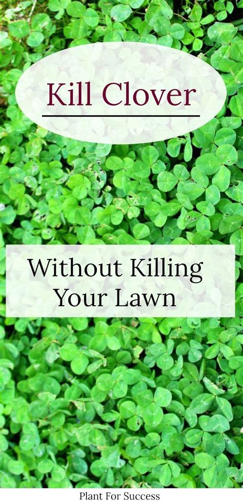 Check spelling or type a new query. Kill Clover In Your Lawn | 1000 | Weeds in lawn, Clover ...