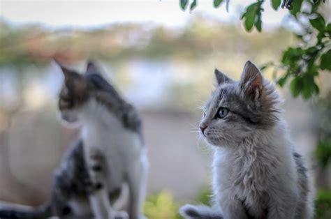 7 Perbedaan Kucing Jantan Dan Kucing Betina Mulai Dari Fisik Hingga
