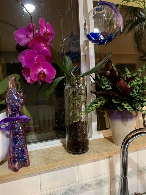 My Orchid In A Jar Orchids Jar I Fall In Love