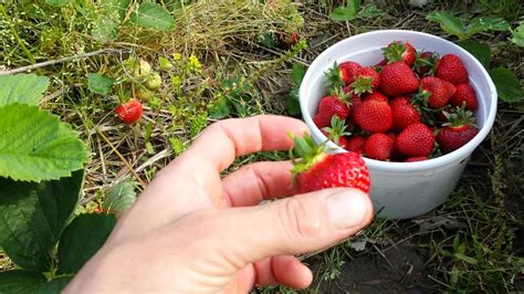Fitch Farms How To Pick Strawberries Youtube
