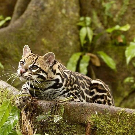 Pin by Barbara rathmanner on wild cats | Rainforest animals, Amazon