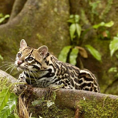 Amazon Rainforest Animals Amazon Animals Rainforest Pictures Ocelot