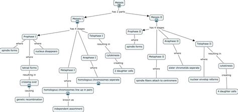 During meiosis ii, those two cells each. Meiosis Concept Map Mastering Biology