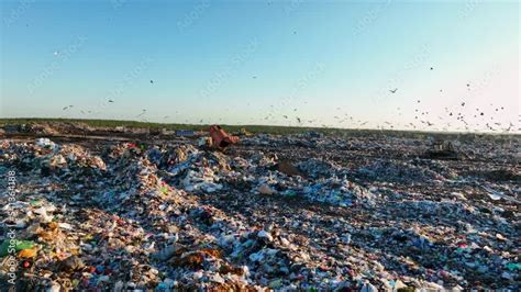 Seagulls In The Garbage Dump At Sunset Dozer On Landfill On Garbage