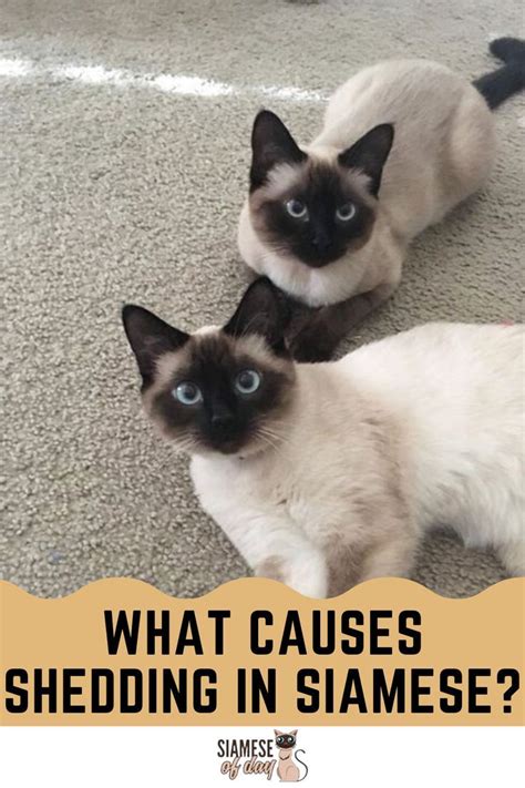 This means that siamese cats shed less than most other cat breeds. Do Siamese Cats Shed? - Siameseofday in 2020 | Siamese ...