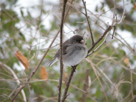 Northwest Arkansas Audubon Society Sparrows And Other Birds Appreciate