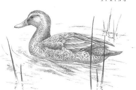 Today i will show you how to draw a duck. Mallard Duck Sketch - Eend | vogels | Pinterest | Mallard ...