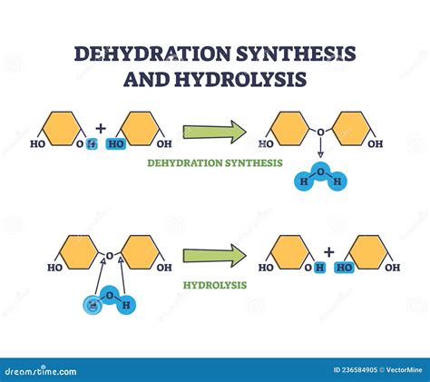 Dehydration Synthesis And Hydrolysis Types Reactions Roles My Xxx Hot