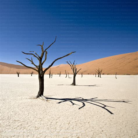 Desert Trees Dead Vlei Namib Desert Namibia Mlenny Photography