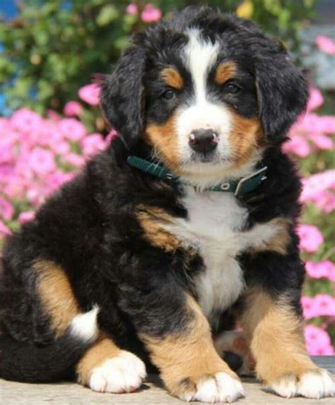 10 Best Toy And Teacup Puppies In California Images On