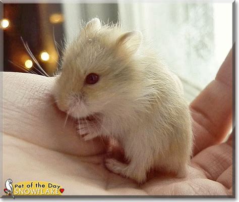 Read Snowflakes Story The Russian Dwarf Hamster From Iowa And See Her