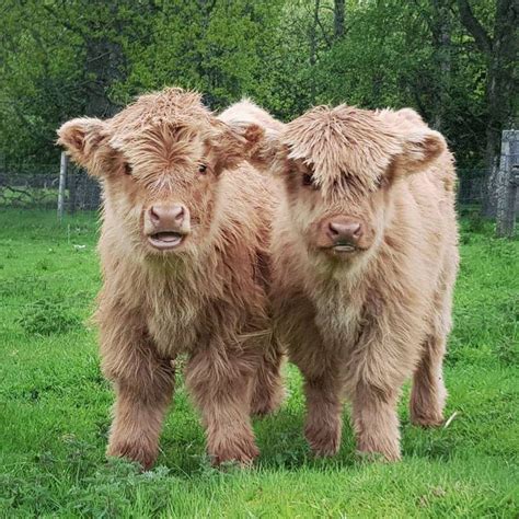 Cattle Aberdeenshire Scotland Ref Facebook Cute Baby Cow Fluffy
