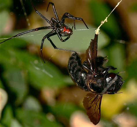 The black widow spider rarely bites people, but when it does, its venom can cause an unpleasant reaction. 6 black widow spider facts for kids : Biological Science ...