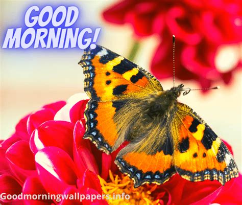 200 Good Morning Butterfly Images Hd Butterfly Photos With Quotes