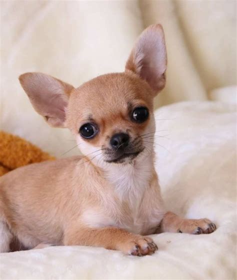 Pin By Nadine On Obsessed Chihuahua Mix Puppies Chihuahua Love Cute