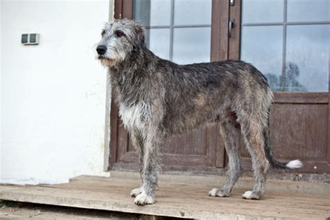 Irish Wolfhound Vs Great Dane Giant Dog Breeds Comparison