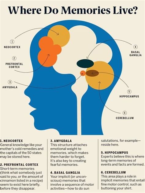Human Memory Brain Memory Brain Science Medical Anatomy Mental And