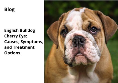 English Bulldog Cherry Eye Causes Symptoms And Treatment