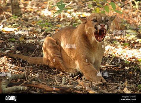 A Wild Mountain Lion Giving A Deep Growl Stock Photo Alamy