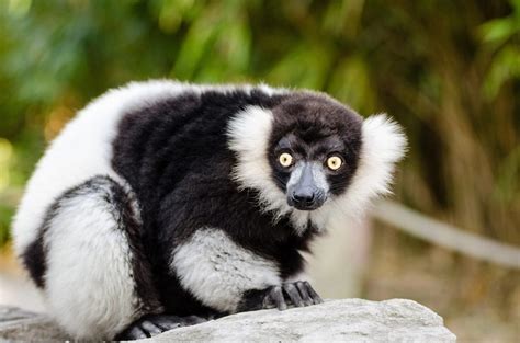 Les Lémuriens à Madagascar