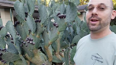 It's helpful to know how to remove cactus thorns the right way to help you maintain your sanity while hiking in the desert. How to safely remove thorns and enjoy prickly pear fruits ...