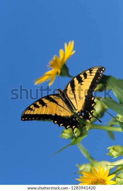 Eastern Tiger Swallowtails Papilio Glaucus On Stock Photo