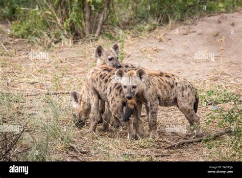 Three Young Spotted Hyenas In The Kruger Stock Photo Alamy