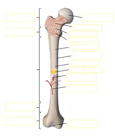 Bone Diagram Diagram Quizlet