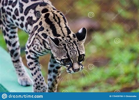 Wild Female Margay Leopardus Wiedii Walking Along Wall Taken In
