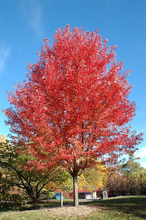 Maple Autumn Blaze — Urban Tree Growers