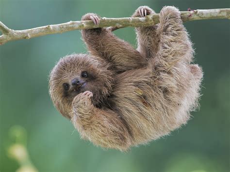 Baby Sloth Hanging From Tree Branch