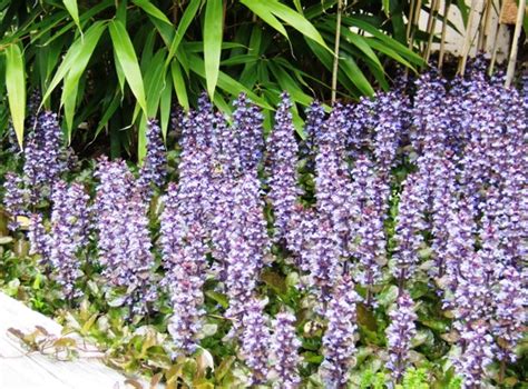 Finding the perfect perennials for the sunny areas of your garden takes time, so i created this guide to help you get started. Ten Perennial Groundcovers | Dengarden